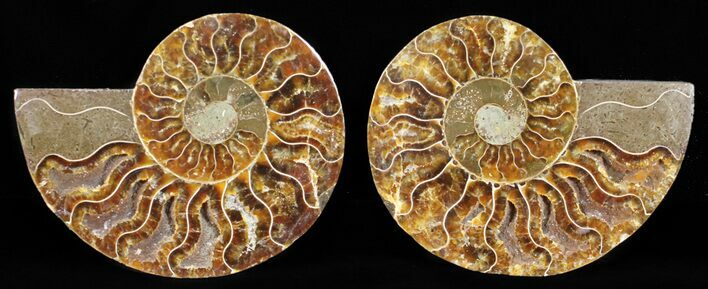 Polished Ammonite Pair - Agatized #56274